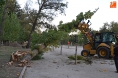 Foto 6 - Cae un árbol de grandes dimensiones sobre el primer parking de La Pesquera