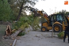Foto 5 - Cae un árbol de grandes dimensiones sobre el primer parking de La Pesquera