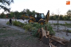 Foto 4 - Cae un árbol de grandes dimensiones sobre el primer parking de La Pesquera