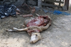 Foto 3 - El lobo vuelve a atacar en Olmedo de Camaces y deja un carnero muerto y cinco ovejas heridas
