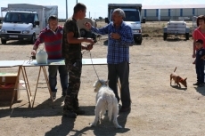 Foto 5 - La I Feria Canina cumple las expectativas de la organización en cuanto a afluencia de público