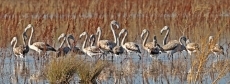 Grupo de 18 flamencos en el azud. Foto: Gonzalo Criado