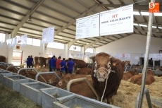 130 hembras de la raza limusina participan en la primera jornada de concurso