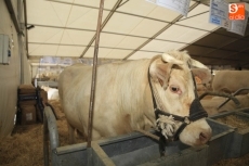 Hierbabuena e Hiedra, las gemelas más jóvenes de Salamaq