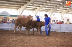 Foque, de Explotaciones Mingoblasco y Calixta, de David Ruiz, campeones de limusin