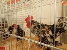 Entre gallinas castellanas, sedosas de Japón o palomas rizadas