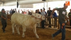 Las ganaderías salmantinas de charolés acaparan los primeros puestos del concurso de hembras