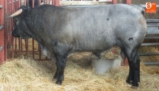 Nieves González, de Matilla de los Caños, acapara seis de los nueve premios del concurso de...