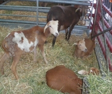 Más de 1.100 cabezas de ganado para todos los gustos