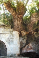 San Pedro del Valle tiene un tesoro con su fresno ‘ingrávido’