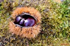 Nuestros manjares en La Alberca