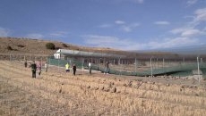 Macotera se echa al campo para recuperar los 3.000 faisanes de la granja asaltada