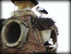 En el rumor del viento