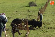Padre e hijo, heridos en el encierro a caballo de Ciudad Rodrigo
