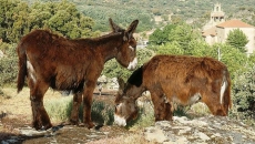 La Diputación presentará el día 12 el libro ‘Etnozoología: recursos animales para la salud en ...