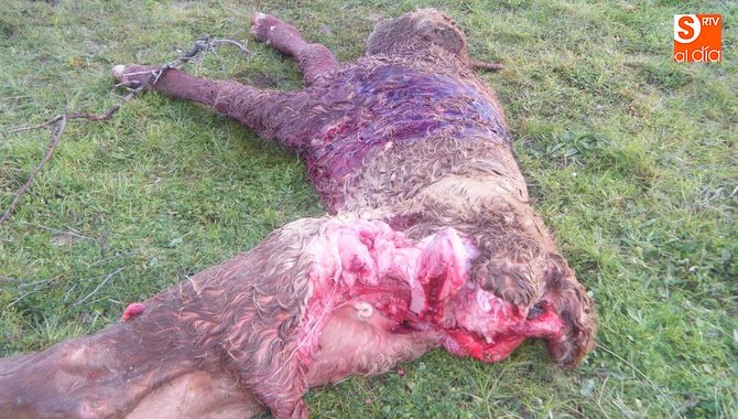 Antonio Pascua se encontraba muerto un becerro recién nacido / JULIA GARCÍA HERRERO