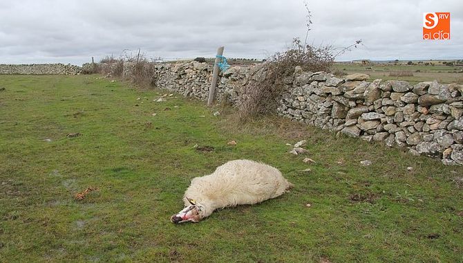 Los daños al ganado son un goteo constante en los pueblos de Las Arribes / CORRAL