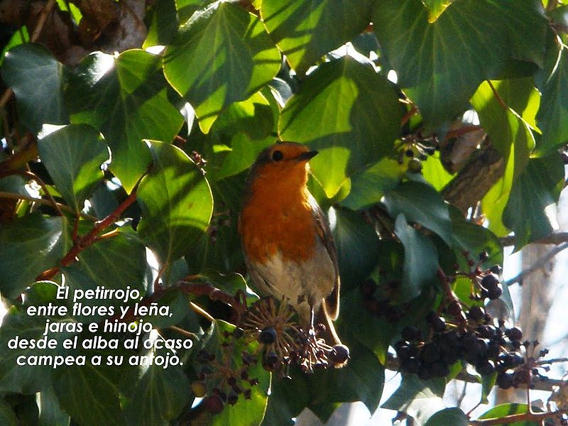 El Petirrojo campea a su antojo