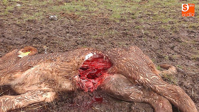 Becerro muerto en Cerezal de Puertas