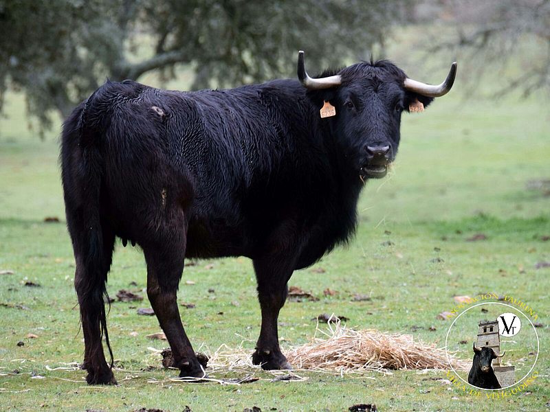 Candilita y Zurdina, vacas de Martín Cilleros para el pre-Corpus  