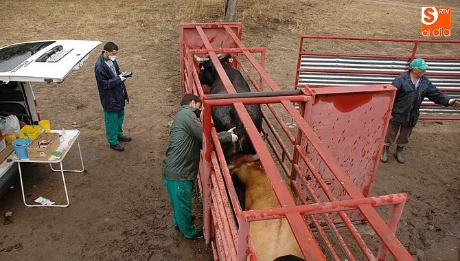 Las camapañas de saneamiento comienzan a dar resultados / CORRAL