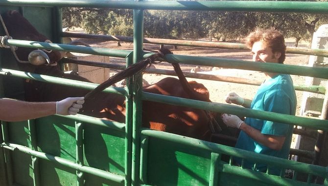 La prevalencia de efermedades colo la tubercolisis o la brucelosis ha descendido en 2015