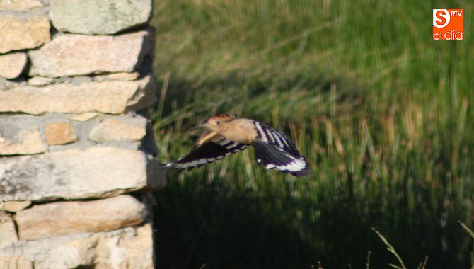 El proyecto trata de mostrar los recursos turísticos de cada municipio / CORRAL