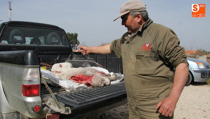El seguro cubrirá los daños si los agentes de Medio Ambienten certifican al lobo como autor