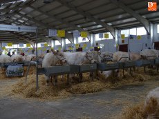 La Feria de Ganado Vacuno Selecto abre sus puertas con la participación de 213 animales