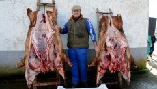 Cientos de personas se echan a la calle para celebrar la II Matanza Típica de Aldeaseca