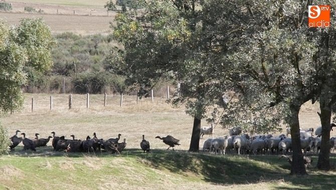 La escasez de alimento en el campo provoca ataques al ganado / CORRAL