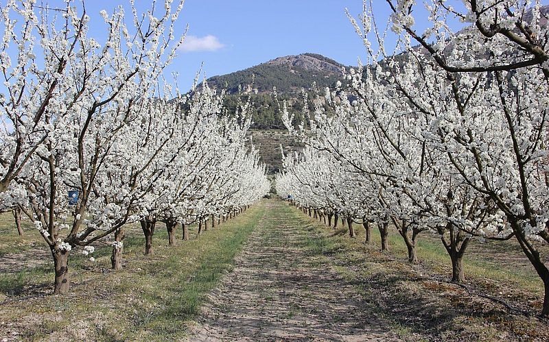 Abril, flor de la vida