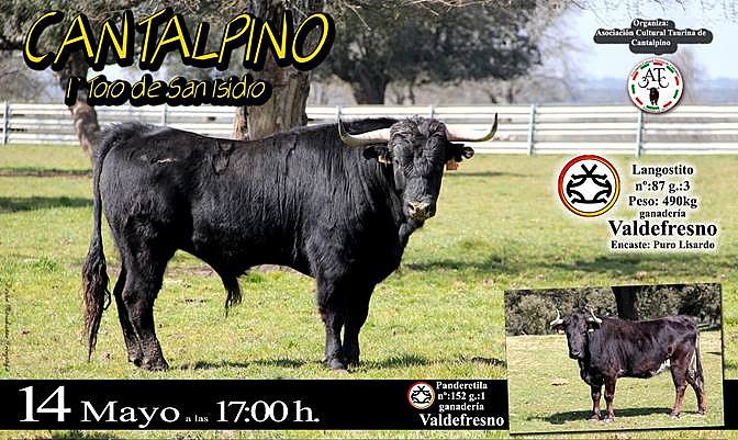 El toro ‘Langostito’, de Valdefresno, recorrerá las calles de Cantalpino en las fiestas de San ...