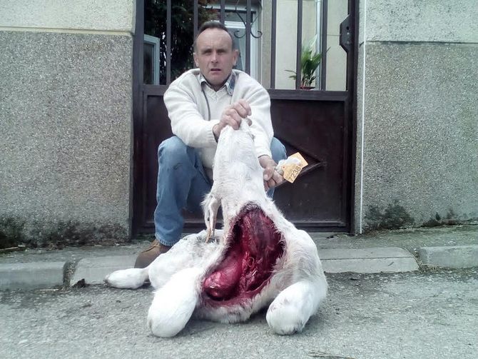 El becerro tenía ya cerca de 20 días desde su nacimiento