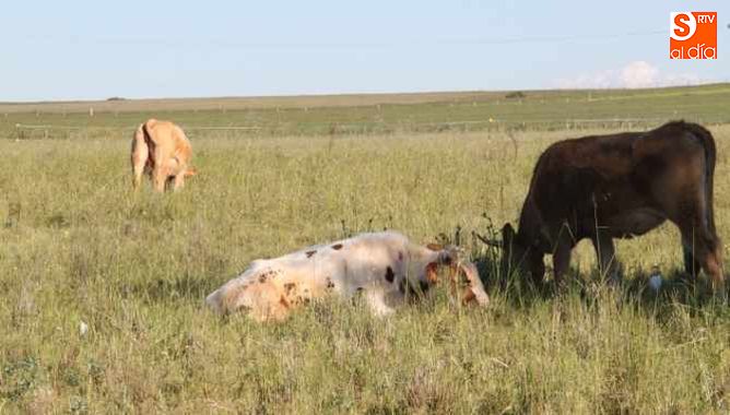 La cabaña bovina de la provincia estaba libre de la enfermedad desde hace cinco años