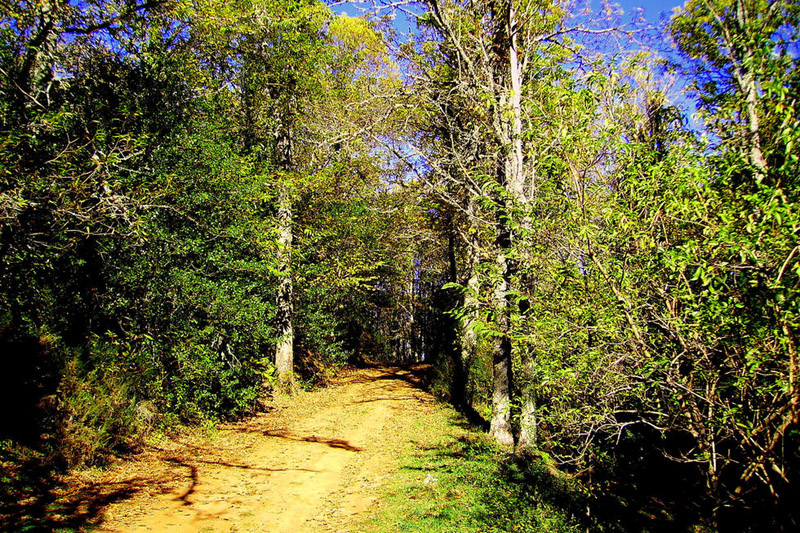 Bosque de La Honfría en Linares de Riofrío. Foto: Miinube.com