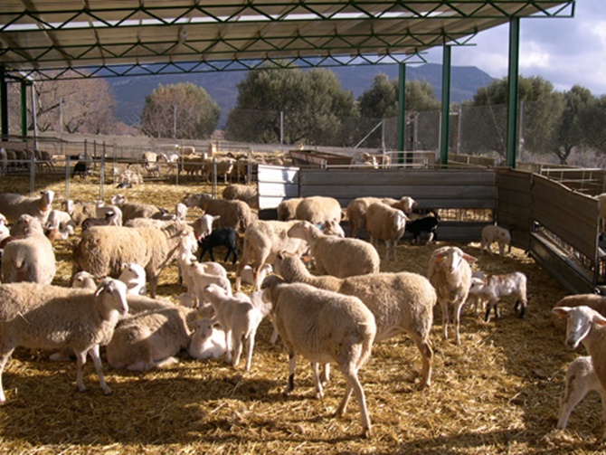 Ovejas en una explotación ganadera