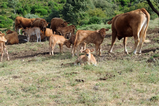 La Asociación 19 de Abril discrepa con la nueva orden de ayudas para la compra de ganado 