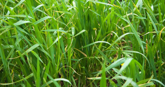 Está encañando el trigo