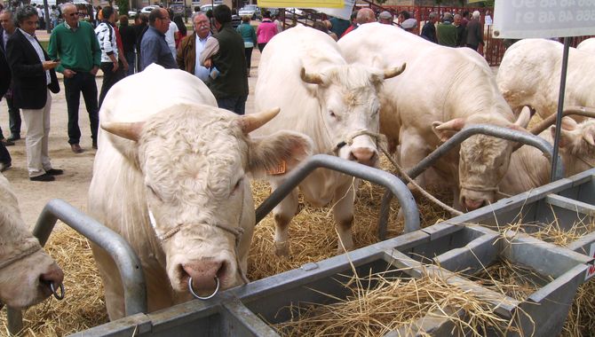 Feria Ganadera de la pasada edición en Ledesma