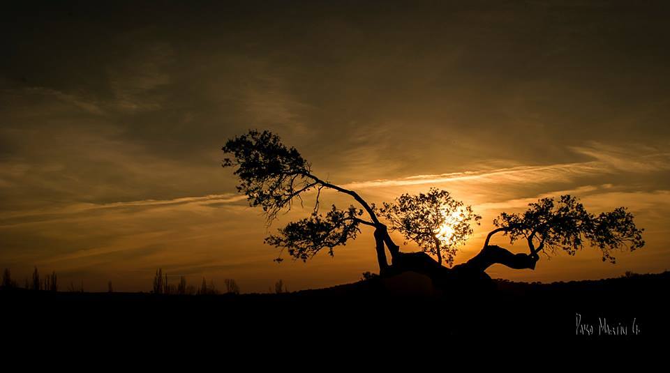 Despidiéndose tras la encina | Pako Martín