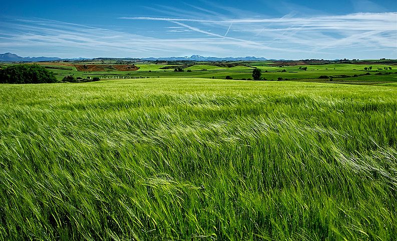 La espiga ya es visible