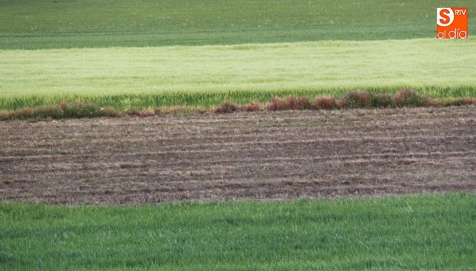 Si no vuelven las heladas o golpes de calor, la cosecha de cereales será de las mejores de los últimos años
