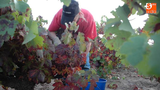 Agricultires y ganaderos podrán presentar la solicitud única hasta el 15 de junio / CORRAL