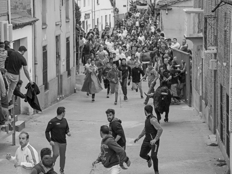 Vibrante encierro el vivido en las calles de Cantalpino | Fotos: Dos Columnas