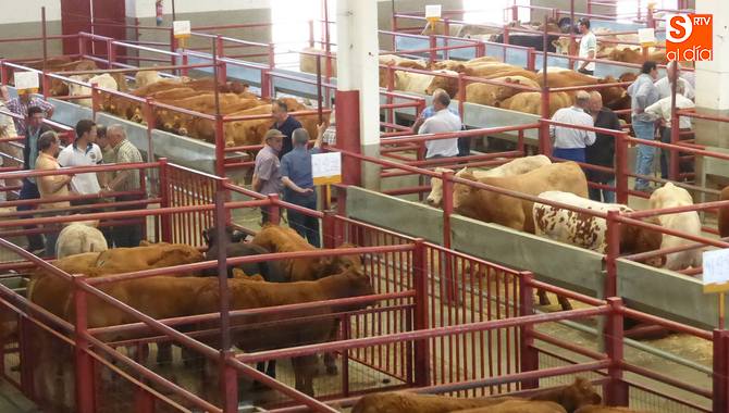 Buena afluencia al mercado y subida del precio de las hembras para cebadero / DIPUTACIÓN