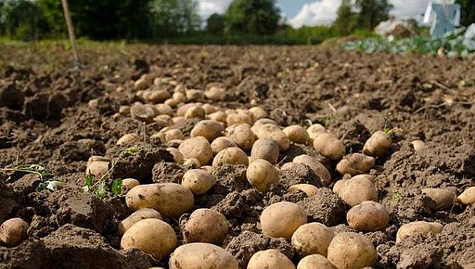 Asaja, La Alianza Upa-Coag, UCCL y Urcacyl han acordado presentar una única candidatura