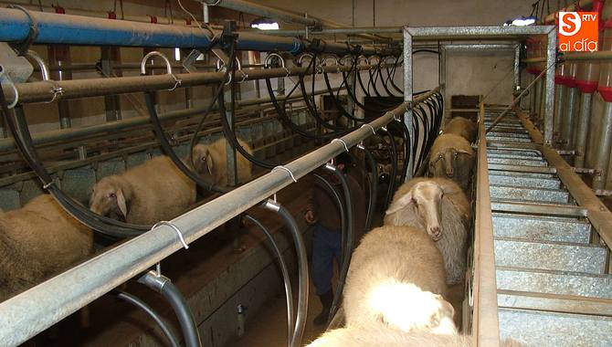 Al haber una mayor producción en esta época, la industria tira los precios de la leche / CORRAL