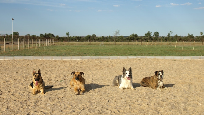 Los talleres de educación canina son gratuitos