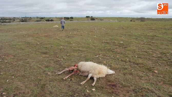 Para La Alianza, de no realizarse un control efectivo, la ganadería en extensivo desaparecerá  / CORRAL